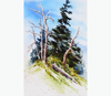 Julie Creighton watercolor